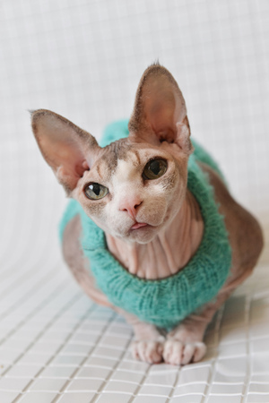 cat Canadian sphinx in sweater. bald cat portrait close-up, isolated backgroundの写真素材