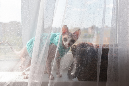 cat Canadian sphinx in a sweater sits on a window in a basketの写真素材