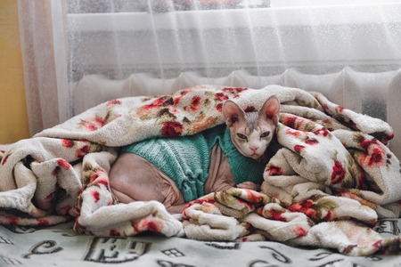 cat Sphynx lies on the bed in a blanket near the radiatorの写真素材