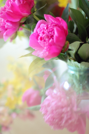 peony flowers and orchids as backgroundの写真素材