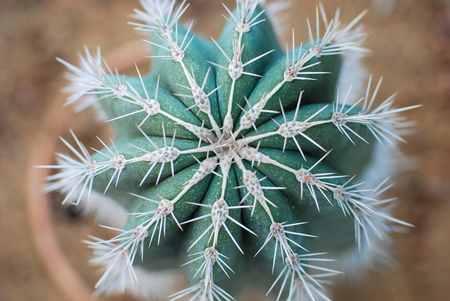cactus with big needles close-up, textureの写真素材