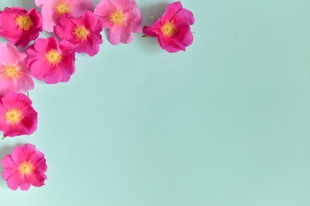 flowers lie on a turquoise background. contrast design. floristics. floristic compositionの写真素材