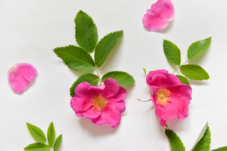 flowers lie on background. contrast design. floristics. floristic compositionの写真素材