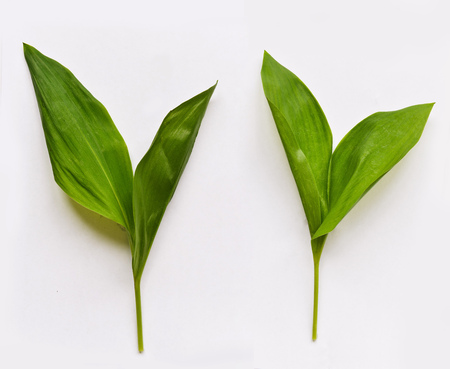 flowers leaves lily valley isolatedの写真素材