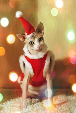 Christmas cat in Santa costume, red clothes. New Years catの写真素材