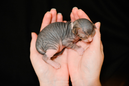 newborn kittens Sphynx. little bald cats sleep in the hands of a girl. cat familyの写真素材