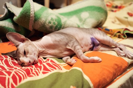 cat after surgery lies at home on the bed in a state of anesthesiaの写真素材