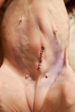 belly of a cat after sterilization surgery, scar, surgical sutureの写真素材