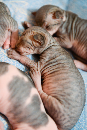 newborn kittens Sphynx. little bald cats sleep and drink milk. cat familyの写真素材