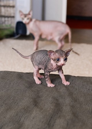 tabby sphinx kitten, bald cat, small baby cat toddlerの写真素材