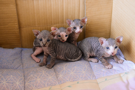 newborn kittens Sphynx. little bald cats sleep and drink milk. cat familyの写真素材