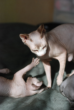 the kittens canadian sphinx. and hairless cats play.の写真素材