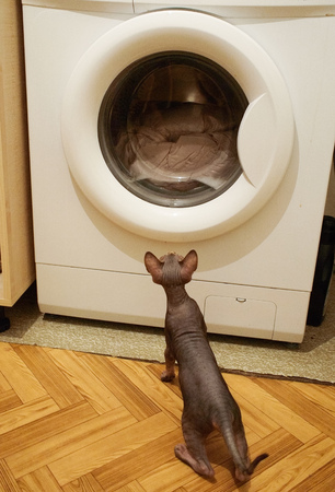 curiosity Sphynx cat kitten, stands in the laundry near the washing machine and watches clothes being washedの写真素材