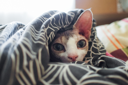 portrait of a bald cat sphinx indoors wrapped in a blanket on the bed. pet with smooth skin. unusual animalの写真素材