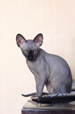 portrait of a canadian sphinx cat, bald young cat kittenの写真素材