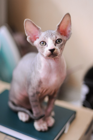 tabby sphinx kitten, bald cat, small baby cat toddlerの写真素材