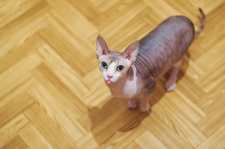 Funny Portraitbald cat Sphynx stands on the background of the parquet and looks into the camera and shows the tongueの写真素材
