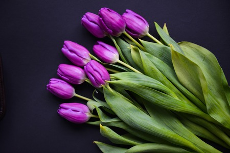 bouquet purple tulips on dark black isolated backgroundの写真素材