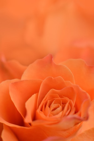close-up rose texture of petals for background floristic composition, decorative bouquet macroの写真素材