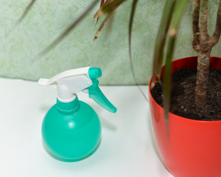 dry home flower care watering home plants palm tree dracaenaの写真素材