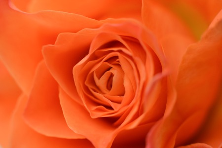 close-up rose texture of petals for background floristic composition, decorative bouquet macroの写真素材