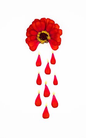 red flower on a white isolated background depicts bleeding during the menstruation period, the...