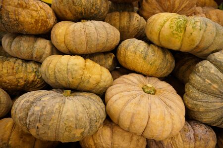 group of pumpkins pale gloomy color close-up lie tight on the standの写真素材