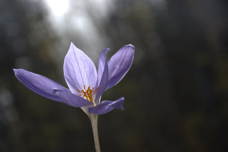 Beautiful spring crocus, the warm light of the sun, dark background. Soft focus.
