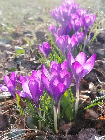 The first crocuses, purple spring flowers in the garden.