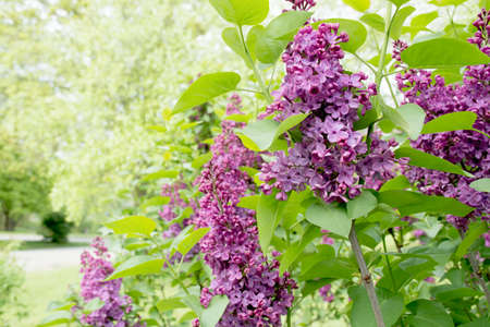 purple lilac in the park on sunny spring day. Spring lilac flowers close-up on blurred background.