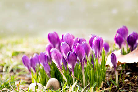 First crocuses, purple spring flowers in garden with light green background.