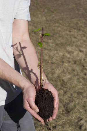 person holding fresh green plant. Ecology and spring concept.