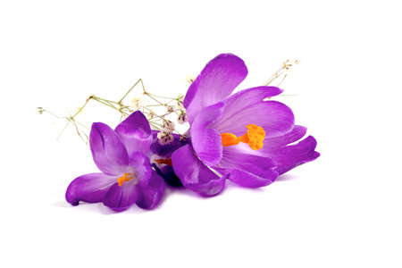 crocus on white background. Fresh spring flowers.の写真素材