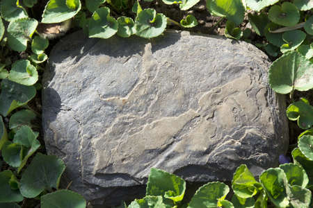 Big rock surrounded by green leaves for copy and pasteの写真素材