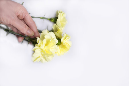 hand holds flowers. Yellow carnations on white background.