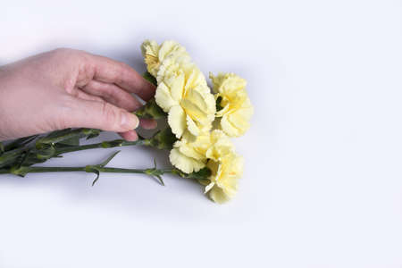 hand holds flowers. Yellow carnations on white background.の写真素材