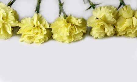 yellow carnations on white background. Carnation flowers isolated.の写真素材