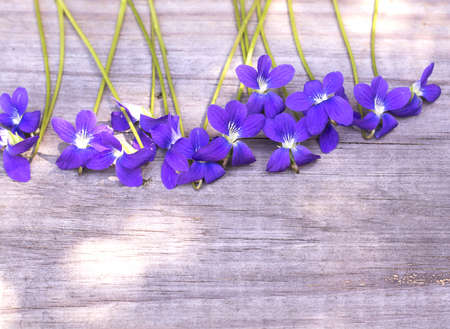 Purple flowers on the wooden vintage background. Flowers on bench with sun beam