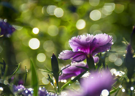 purple flowers of carnation in sunshine beam lighting background with beautiful bokeh.