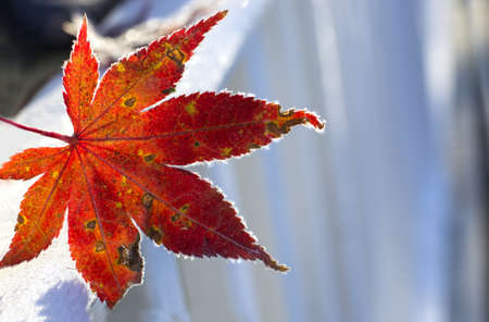 Fallen frosty red autumn leaf on light background , sunny morning.の写真素材