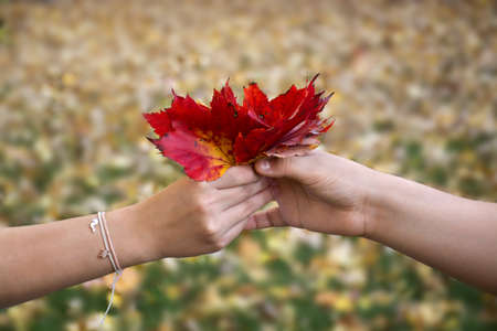 Kids holding autumn leaves in their hands. Two arms hold red leaves at autumn background
