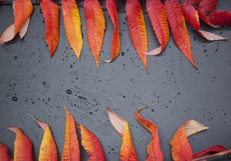 autumn colorful leaves on black background, copy space. Autumn or winter concept