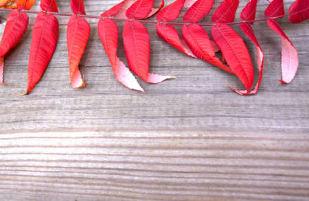 Red leaf on vintage wooden background. Fall leaves on sunny day. Space for text