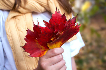 young girl in yellow warm sweater holding in hand bouquet of autumn red maple leaves
