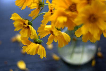 yellow flowers daisies in vase. Selective soft focusの写真素材