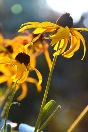 yellow rudbeckia or Black Eyed Susan flowers in the gardenの写真素材
