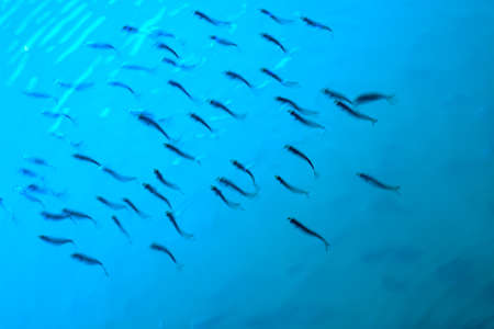 water surface, small fish in motion in blue water.の写真素材