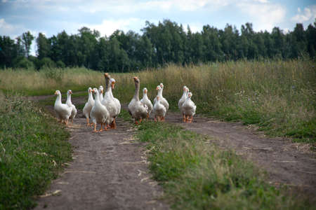 grey and white domestic geese walking on country roadの写真素材
