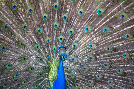 Blue and green beautiful peacock, closeup. Colorful peacock feathers as a backgroundの写真素材