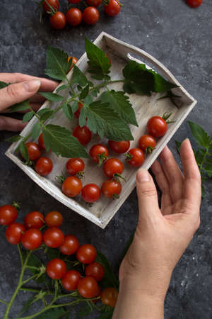 cherry tomatoes on dark background. Gardener hands hold tomatoes